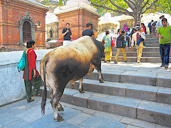 A Holy Cow Climbing Steps From Bagmati River In Kathmandu In Nepal Art Print featuring the photograph A Holy Cow Climbing Steps from Bagmati River in Kathmandu-Nepal by Ruth Hager