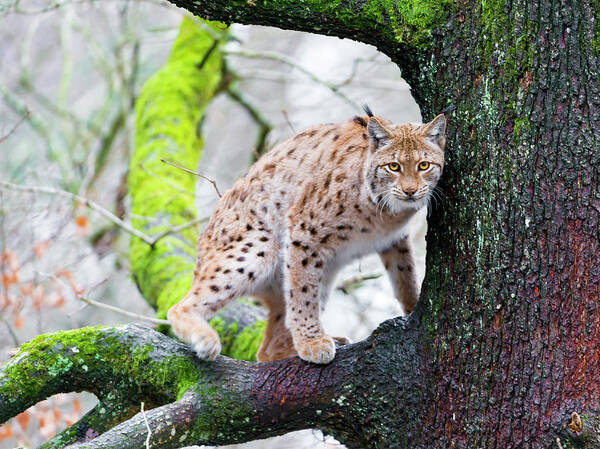 Animal Themes Art Print featuring the photograph A Lynx On The Tree IIi by Picture By Tambako The Jaguar