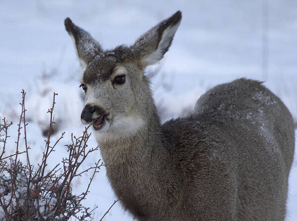 Nibble Art Print featuring the photograph A Quick Nibble by Shane Bechler