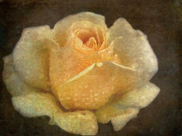 Rose Art Print featuring the photograph A Rose Is A Rose Is A Rose by Irma BACKELANT GALLERIES