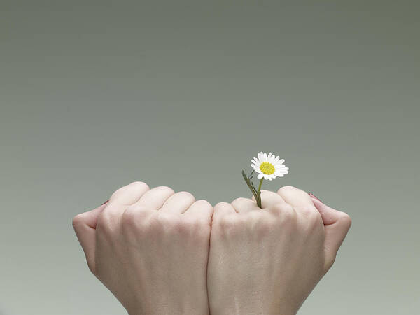 Fist Art Print featuring the photograph A Single Daisy Emerging From The Crack Of A Finger by Max Oppenheim