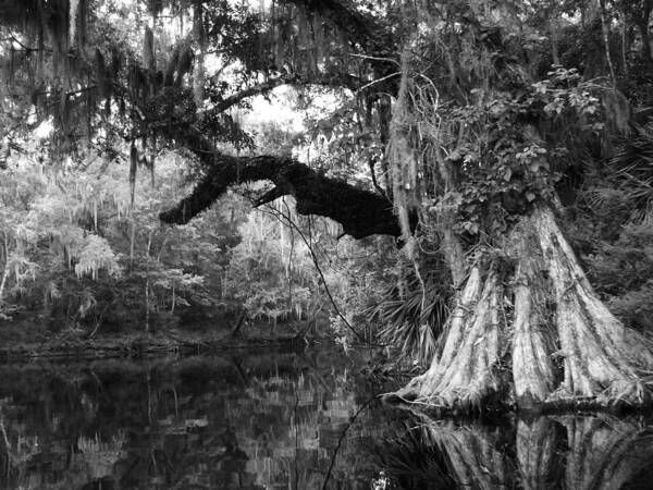 Cypress Tress Along The River. Art Print featuring the photograph A step back in time. by Amber Lopez