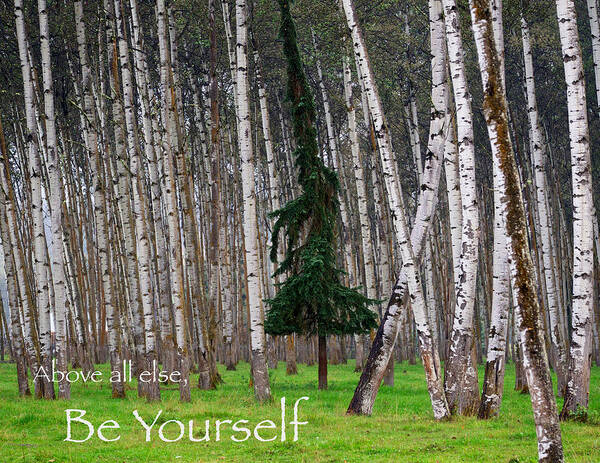 Trees Art Print featuring the photograph Above All Else Be Yourself by Mary Lee Dereske