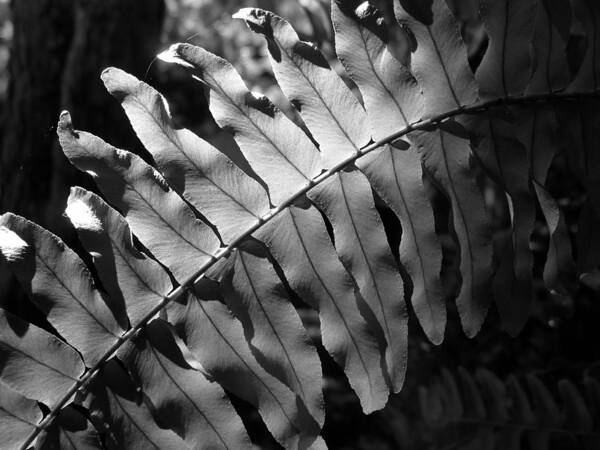 Fern Art Print featuring the photograph Abstract - Botanical Light Play by Richard Reeve