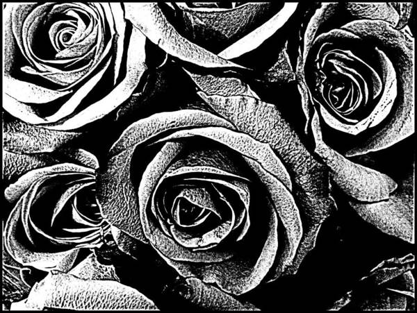 Roses Art Print featuring the photograph Dark Star Roses For David Bowie by Kathy Barney