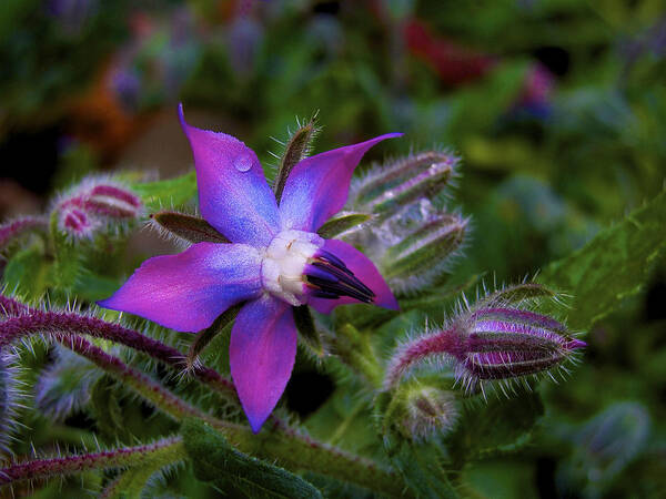 Borage Art Print featuring the photograph Act Of Violet by Lisa Kelsey