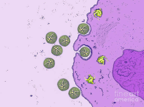 Science Art Print featuring the photograph Adenovirus Infecting Gi Tract by Chris Bjornberg