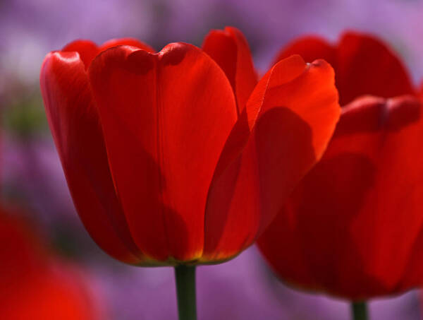 Tulip Art Print featuring the photograph Afternoon Bliss by Juergen Roth