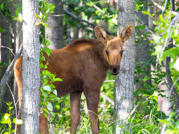 Sam Amato Photography Art Print featuring the photograph Alaska Baby Moose by Sam Amato