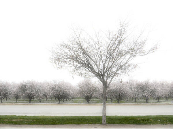 Almond Art Print featuring the photograph Almond Orchard by Carol Leigh