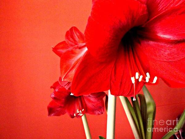 Amaryllis Art Print featuring the photograph Amaryllis by Clare Bevan