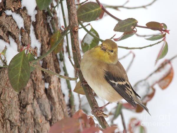 Nature Art Print featuring the photograph Amerian Goldfinch by Jack R Brock