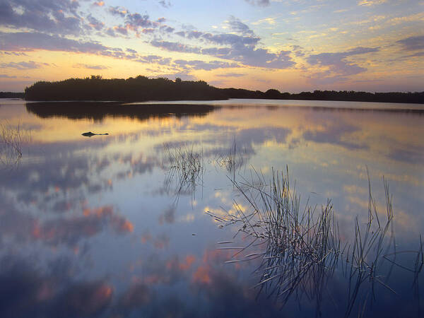Feb0514 Art Print featuring the photograph American Alligator Everglades Np Florida by Tim Fitzharris