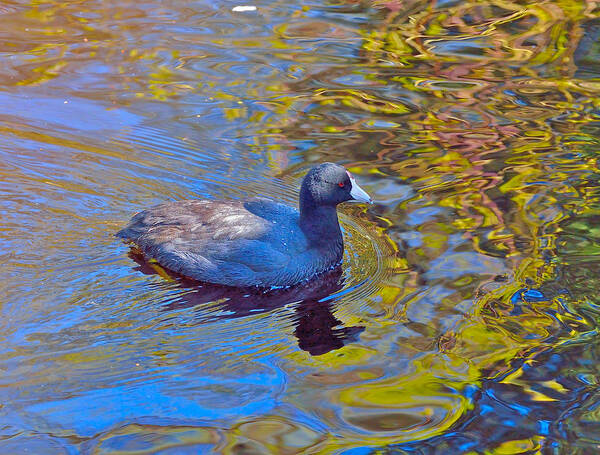 American Coot Art Print featuring the photograph American Coot by Kathy King