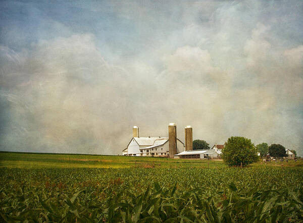 Rural Art Print featuring the photograph Amish Farmland by Kim Hojnacki