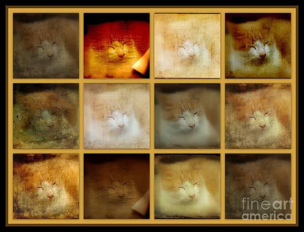 Cat Art Print featuring the photograph An Ott's Cat Living A Greenhouse Cat's Life by Carol Senske