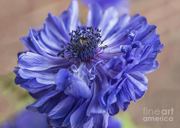 Anenome Art Print featuring the photograph Anemone Blues I by Terry Rowe