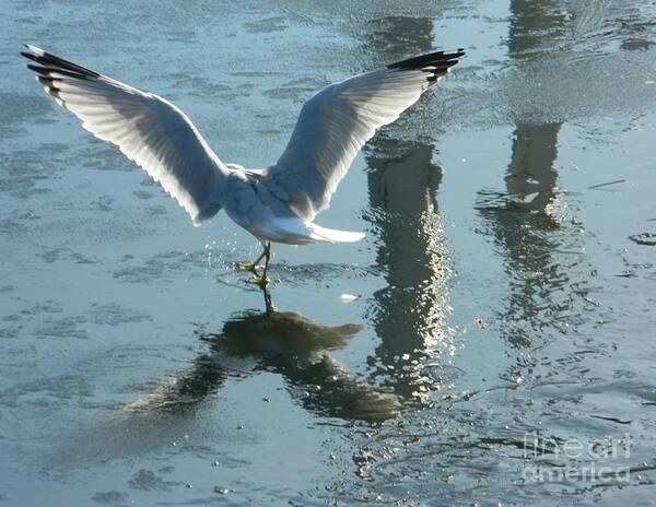 Seagull Art Print featuring the photograph Angelic Wings by Emmy Vickers
