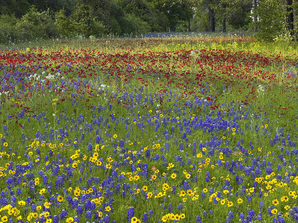 Feb0514 Art Print featuring the photograph Annual Coreopsis Texas Bluebonnet by Tim Fitzharris