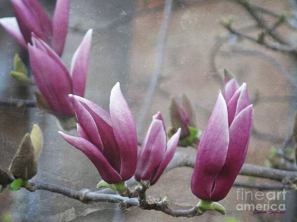 Magnolia Art Print featuring the photograph Anticipation by Leanne Seymour