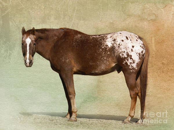Appaloosa Horse Art Print featuring the photograph Appaloosa by Betty LaRue