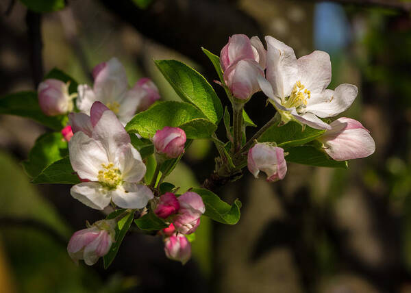 Apple Blossom Art Print featuring the photograph Apple Blossom 3 by Carl Engman