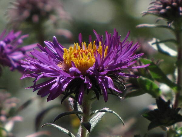 Aster Art Print featuring the photograph Aster by Jennifer Wheatley Wolf