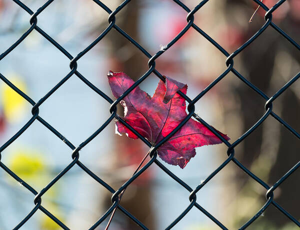 Autumn Art Print featuring the photograph Autumn Fence by Patrick Wolf