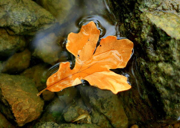 Leaf Art Print featuring the photograph Autumn Gold by Viviana Nadowski