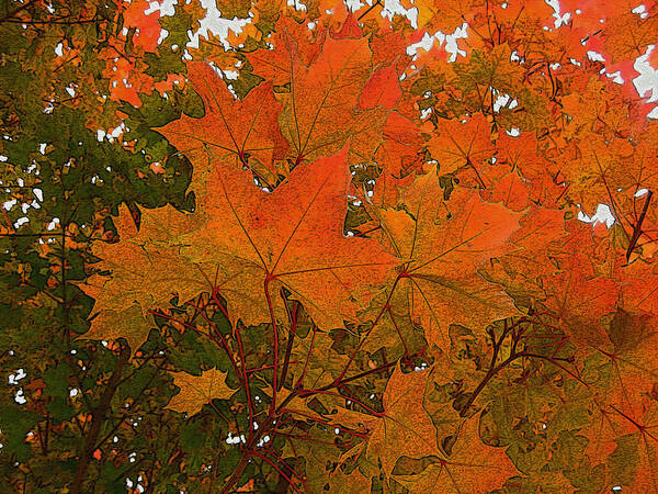 Season Art Print featuring the photograph Autumn Leaves by Kathy Bassett