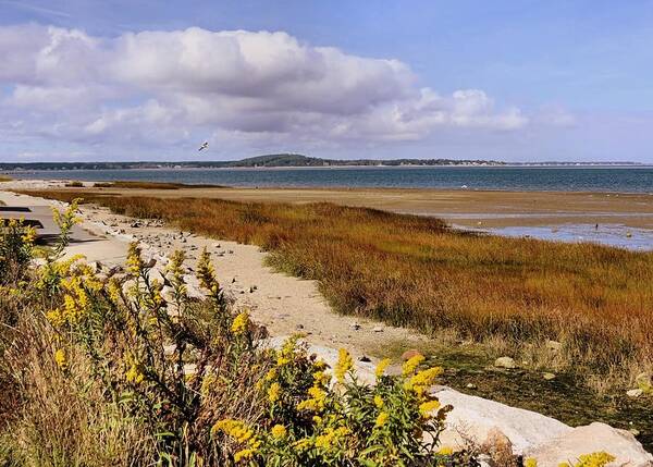 Autumn Art Print featuring the photograph Autumn Seascape Nelson Park by Janice Drew