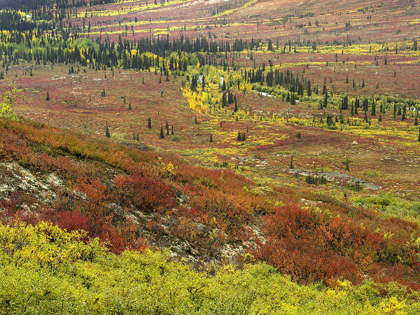 00176109 Art Print featuring the photograph Autumn Tundra With Boreal Forest by Tim Fitzharris