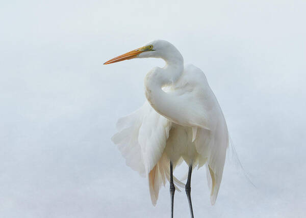 Great White Egret Art Print featuring the photograph Avian Angel by Fraida Gutovich