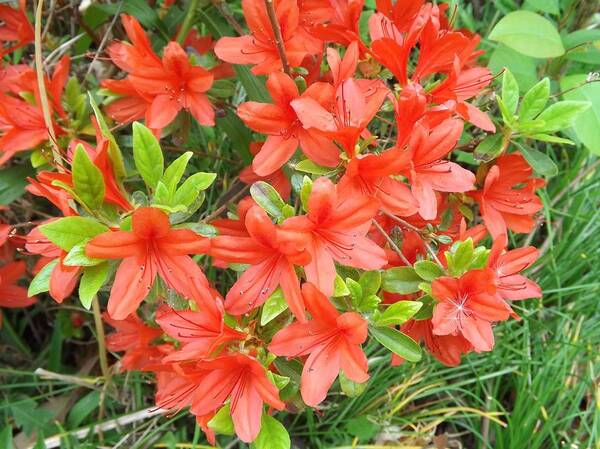 Garden Art Print featuring the photograph Azalea by Bill TALICH