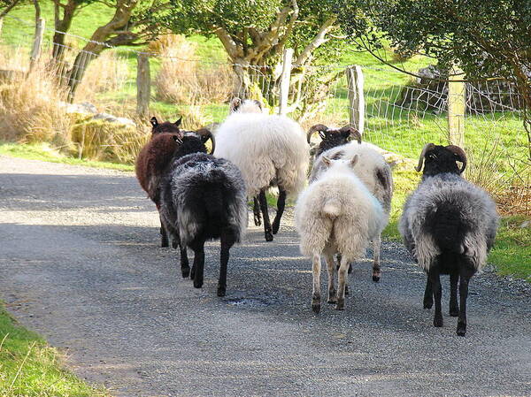 Irish Sheep Art Print featuring the photograph Ba Ba Blacksheep by Suzanne Oesterling