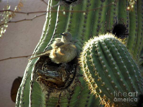 Bird Canvas Print Art Print featuring the photograph Baby Chick in Sahuaro Cactus by Jayne Kerr 