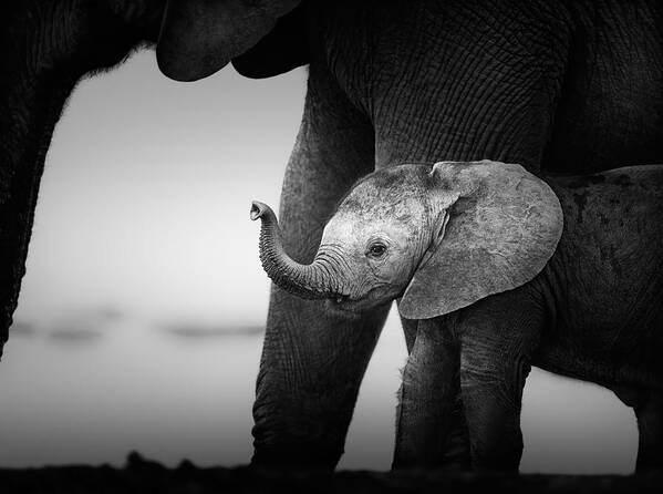 Elephant Art Print featuring the photograph Baby Elephant next to Cow by Johan Swanepoel