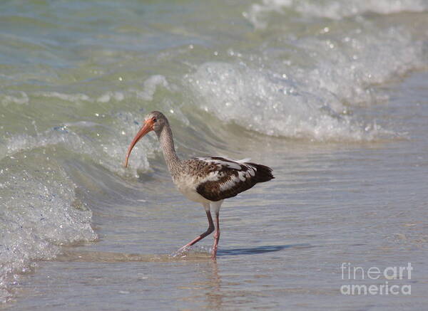 Ibis Art Print featuring the photograph Baby Ibis by Christiane Schulze Art And Photography