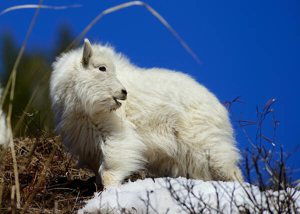 Mountain Goat Art Print featuring the photograph Baby Mountain Goat by Greg Norrell