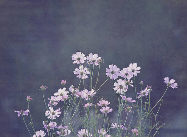 Flower Art Print featuring the photograph Backlight - Cosmos Flowers by Kim Hojnacki