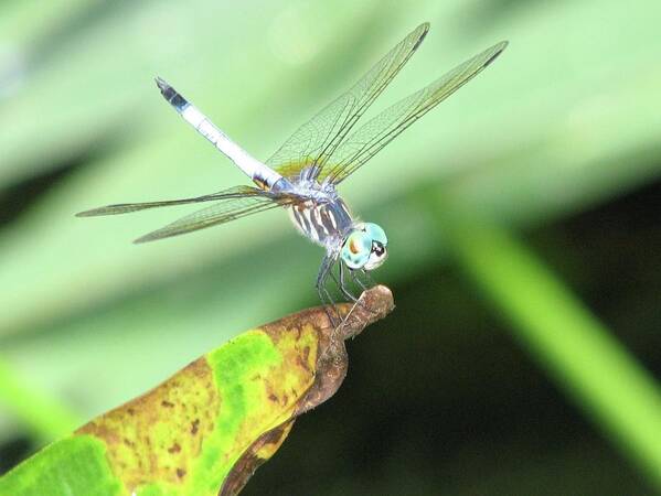 Dragon Fly Art Print featuring the photograph Balance by Cleaster Cotton