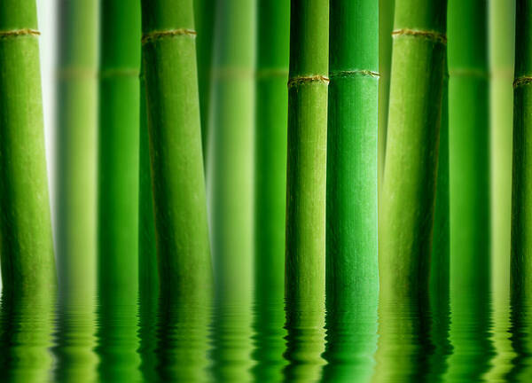 Bamboo Art Print featuring the photograph Bamboo Forest with Water reflection by Aged Pixel