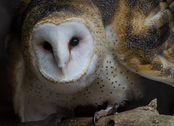 Barn Owl Art Print featuring the photograph Barn Owl by Michael Hubley