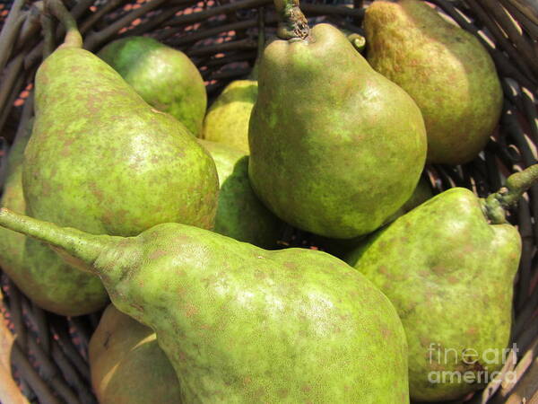 Pear Art Print featuring the photograph Basket Of Green Pears by Susan Carella