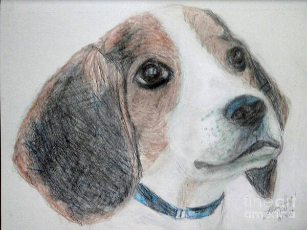 Animal Art Print featuring the drawing Beagle by Lyric Lucas