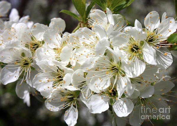 Apple Blossoms Art Print featuring the photograph Beautiful Apple Blossoms by Carol Groenen
