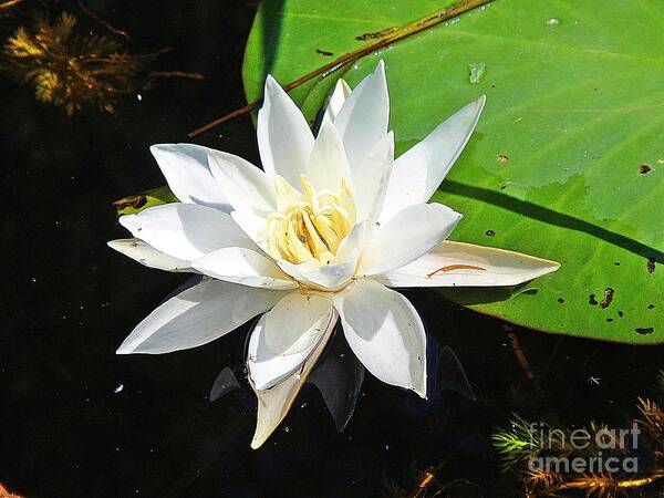Lily Art Print featuring the photograph Beautiful lily by Karin Ravasio