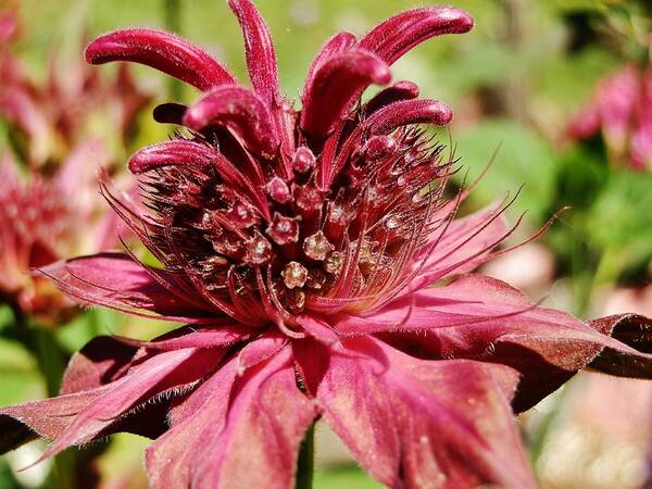 Bee Balm Art Print featuring the photograph Bee Balm Details by VLee Watson