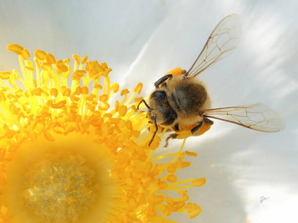 Bee Art Print featuring the photograph Bee-U-tiful by TK Goforth