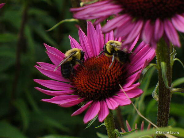 Bees Art Print featuring the photograph Beelievers by Lingfai Leung